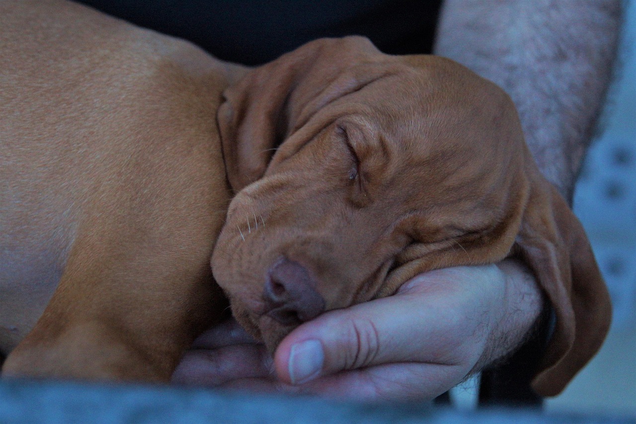 dog, puppy, pet, sleep, animal, trust